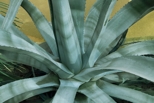 agave plant closeup 