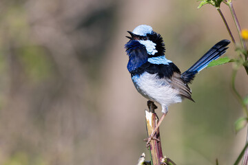 Male superb fairy wren singing from a perch, Sydney, Australia