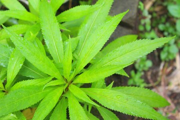 leaves of the plant "pacar air" is a plant that is native to South and Southeast Asia but was introduced to America in the 19th century.