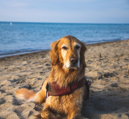 A golden retriever dog looking at the camera on the beach