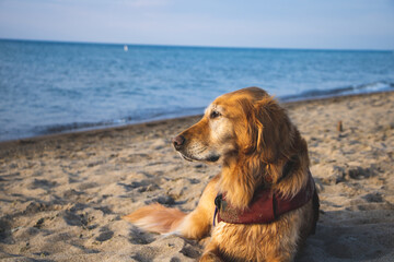 A dog looking at the water on the beach