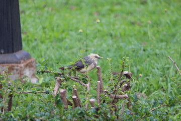 Cambodia. The vinous-breasted starling (Acridotheres burmannicus) is a species of starling in the family Sturnidae.