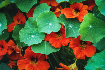 Orange nasturtium flowers under green leaves, Tropaeolum majus plant blooming in the garden - obrazy, fototapety, plakaty