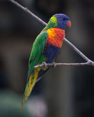 rainbow lorikeet parrot