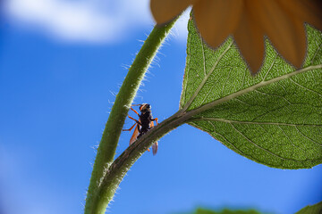 Wasp on a sunflower