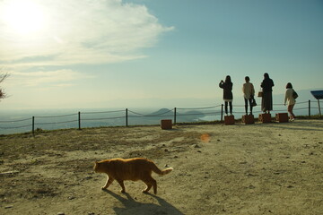 Cats living in Hachimanyama Observatory and female tourists