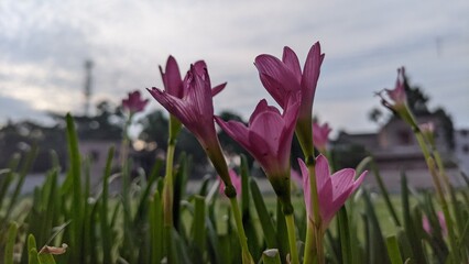 Obraz premium Flowers in the sky 