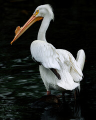pelican on the water