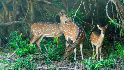 Naklejka na ściany i meble Wild spotted deer in their natural habitat. Sri Lanka.