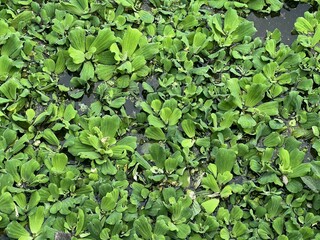 close up duckweed on fish pond