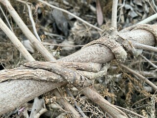 Dry ivy on branch tree