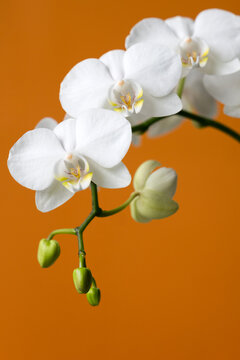 White orchid and buds