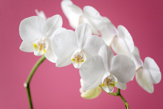 White Orchids