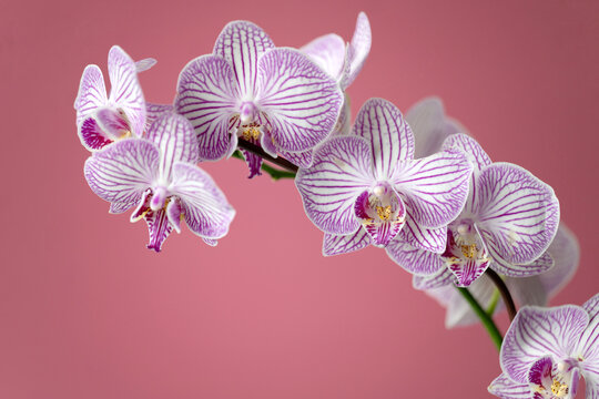 Purple striped orchids
