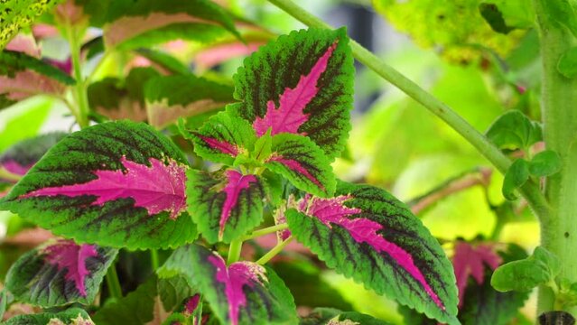 Coleus scutellarioides with a natural background