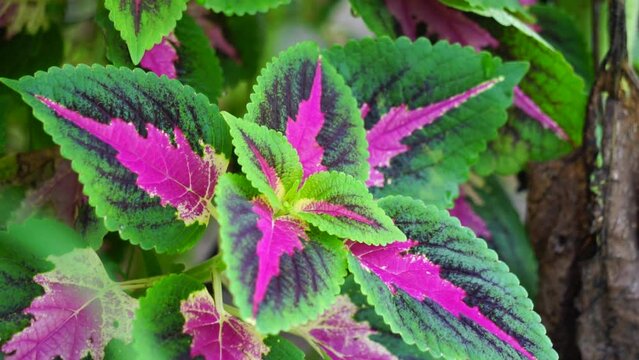 Coleus scutellarioides with a natural background