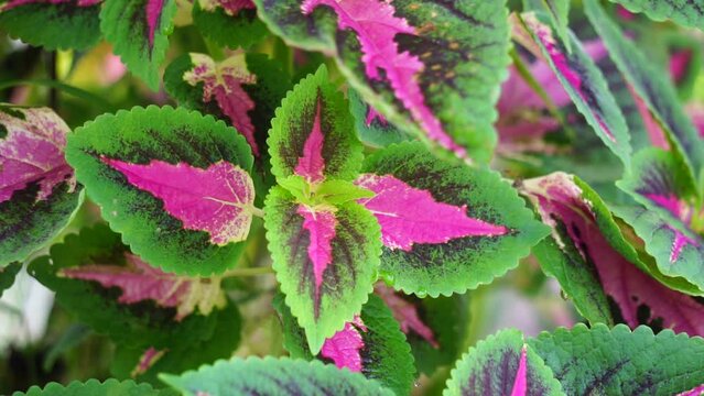 Coleus scutellarioides with a natural background