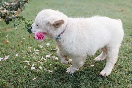 golden retriever puppy pulling rose off plant