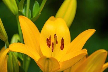 ひっそりと咲く満開のオレンジ色のユリの花