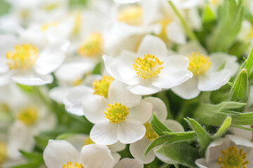 white anemones. macro, selective focus, joyful bright morning photo of beautiful fresh flowers