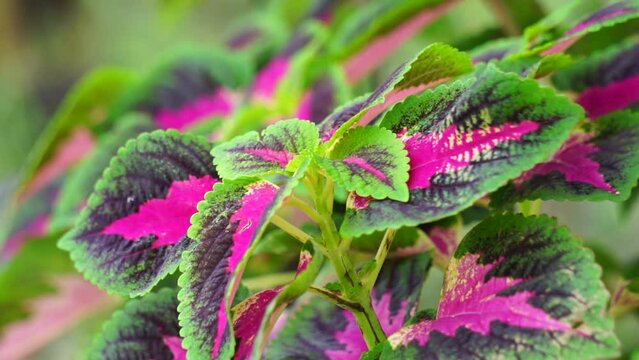 Coleus scutellarioides with a natural background