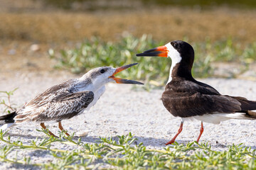 Black skimmers (Rynchops niger) — what appears to be a juvenile vocalizing at an adult.