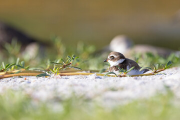 Bird on the beach. Tentative ID: semipalmated plover  (Charadrius semipalmatus)