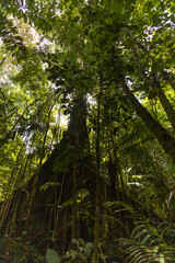 details of a leafy tree surrounded by plants, branches and fresh leaves in a tropical forest in the day, natural scene