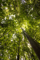 Fototapeta premium tropical forest with lush trees, branches and fresh leaves in the day, beautiful landscape with nature outside, bottom perspective