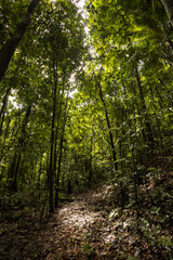 natural park with trees, fresh leaves, branches, bushes and sun rays, beauty of nature as a landscape, outdoor