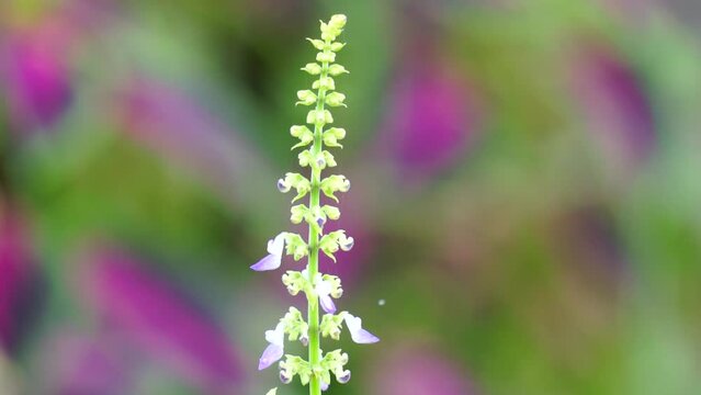 Coleus scutellarioides with a natural background