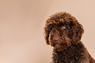 cute hairy dog portrait