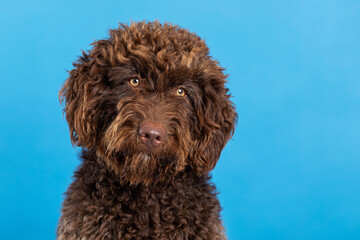 Spanish water dog on colored studio background