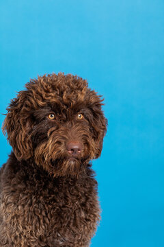 Spanish water dog on colored background