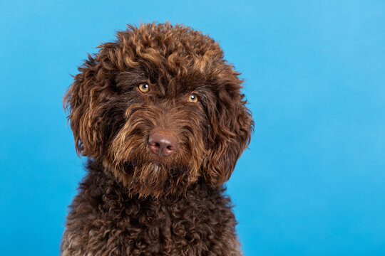 Spanish water dog on colored studio background