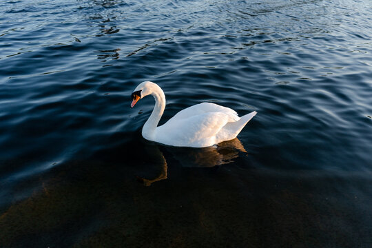 White swan on black water lake