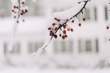 red berries in the snow 