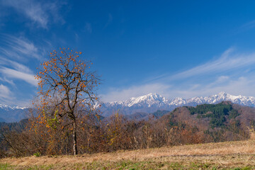 Obraz premium 後立山連峰と柿
