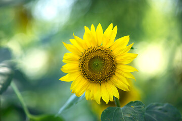 Obraz premium Beautiful sunflowers in the summer