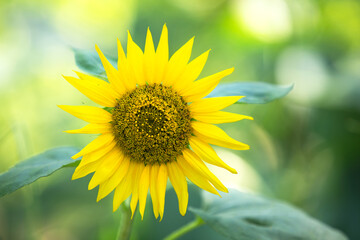 Close up of sunflowers in full bloom