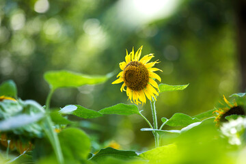 Sunflower, a growing oil crop