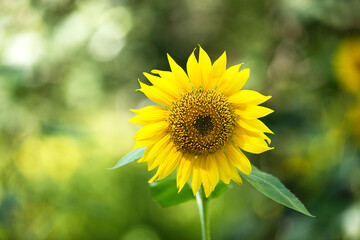 Golden sunflowers plant in summer