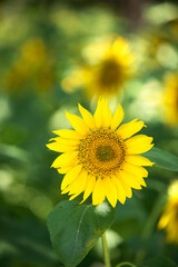 Naklejka premium Golden sunflowers plant in summer