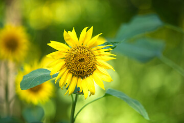 A sunflower blooms in the wild