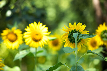 The sunflowers in the farmland are in full bloom