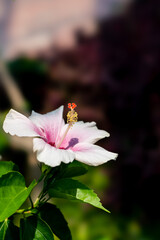 咲くやこの花館の花
