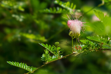 咲くやこの花館の花