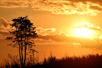 Silhouette of nature, hills, trees and grass at dusk, at sunset. orange atmosphere look warm and calm