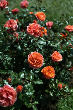The orange and pink roses