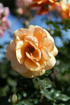 Pale orange rose